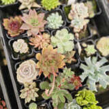 Unnamed Succulent Lucky Dip 12 Pack