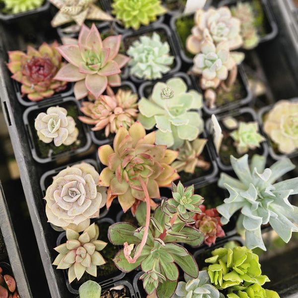 Unnamed Succulent Lucky Dip 12 Pack