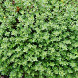 Creeping White Thyme