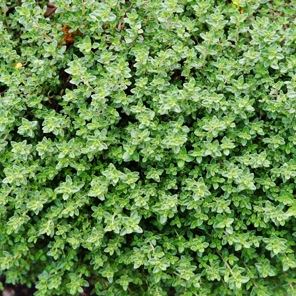 Creeping White Thyme