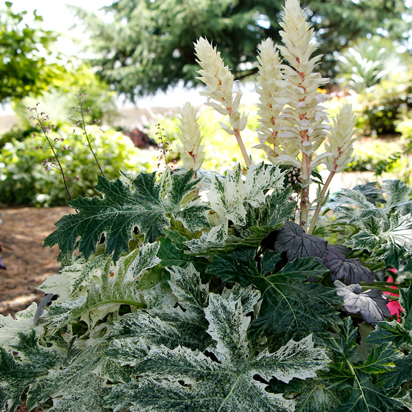 Acanthus Whitewater- Variegated Oyster Plant