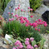 Armeria Morning Star Rose 2 - Garden Express Australia