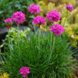 Armeria Morning Star Rose Lpoarmmsr - Garden Express Australia