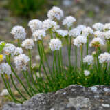 Armeria Morning Star White 1 - Garden Express Australia