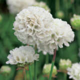 Armeria Morning Star White