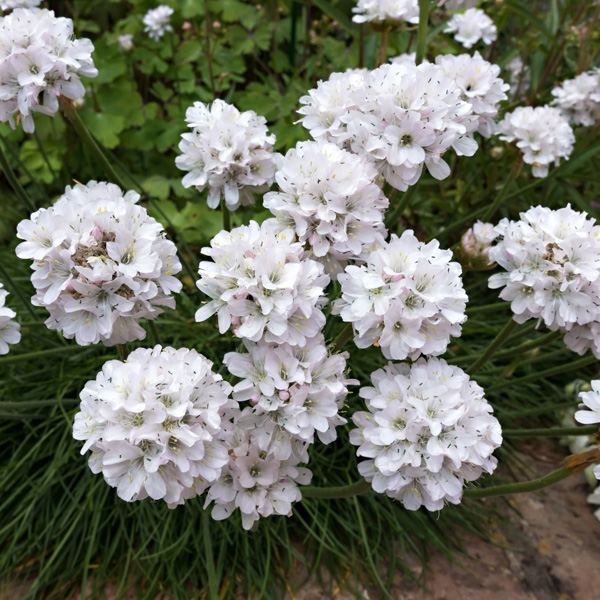 Armeria Morning Star White