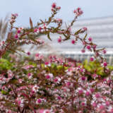 Aster Lady In Black Lpoastlib - Garden Express Australia