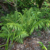 Blechnum Gristle Fern Mark Marathon Via Wikimedia Commons P75blegrf - Garden Express Australia