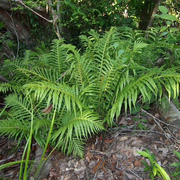 Blechnum Gristle Fern