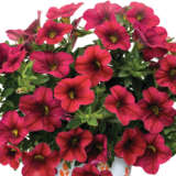 Calibrachoa Bloomtastic Chilli Pepper Lplcalbcp - Garden Express Australia