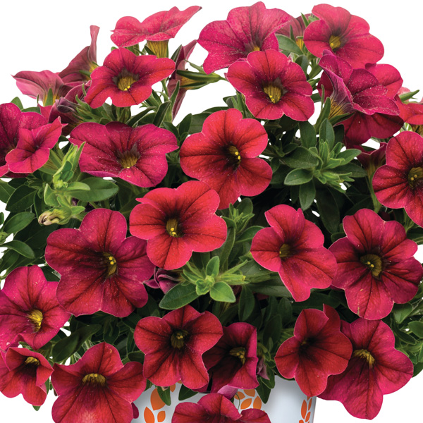 Calibrachoa Bloomtastic Chilli Pepper