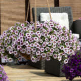 Calibrachoa Bloomtastic Lavender Quartz Lplcalblq - Garden Express Australia