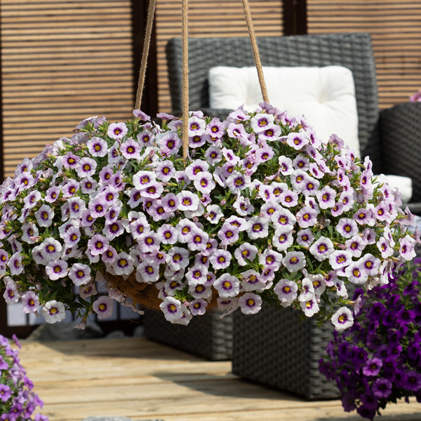 Calibrachoa Bloomtastic Lavender Quartz