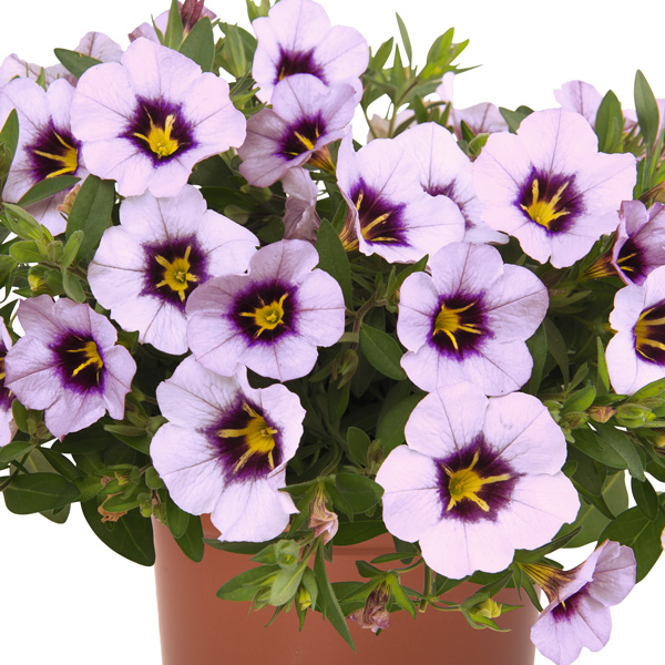 Calibrachoa Bloomtastic Lavender Quartz