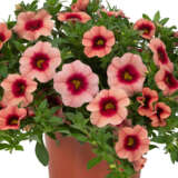 Calibrachoa Bloomtastic Salmon Lplcalbsm - Garden Express Australia