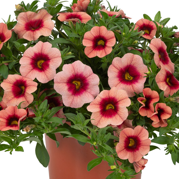 Calibrachoa Bloomtastic Salmon