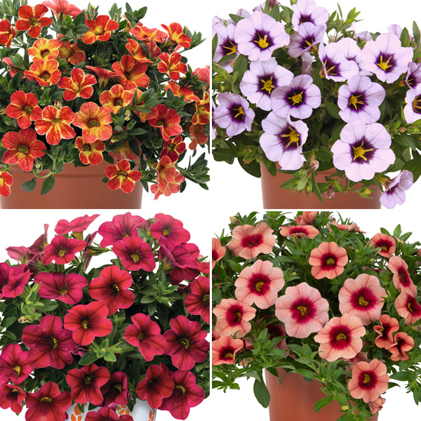 Calibrachoa Collection