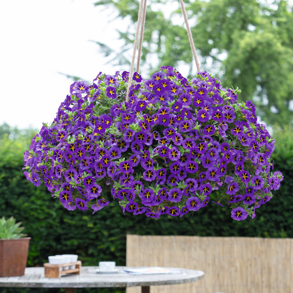 Calibrachoa Tik Tok Blue