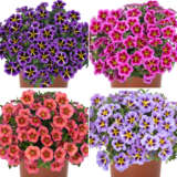 Calibrachoa Tik Tok Collection Colcaltco - Garden Express Australia