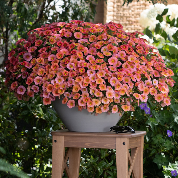 Calibrachoa Tik Tok Orange