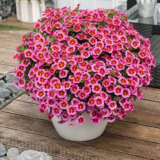 Calibrachoa Tik Tok Rose Lplcalttr - Garden Express Australia