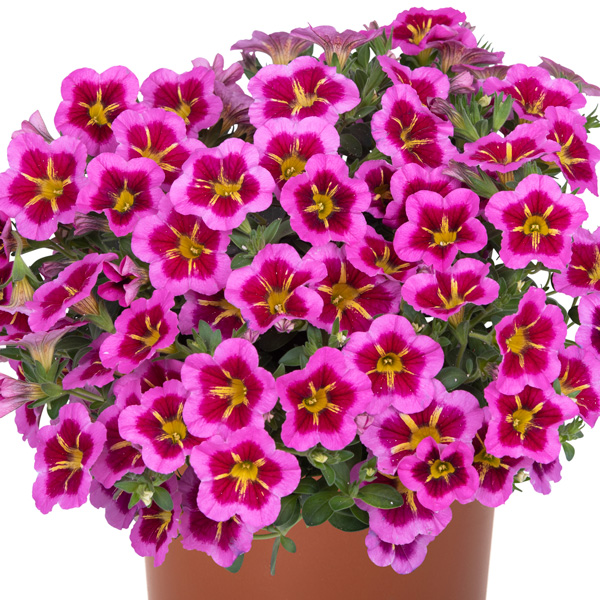 Calibrachoa Tik Tok Rose