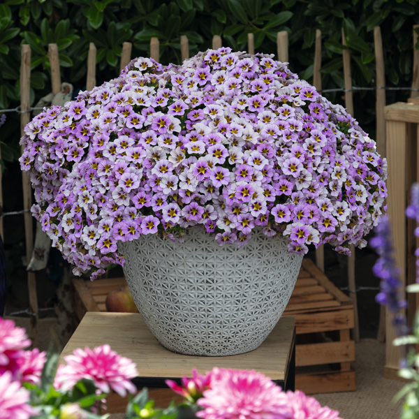 Calibrachoa Tik Tok Sky Blue