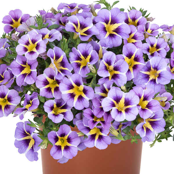 Calibrachoa Tik Tok Sky Blue