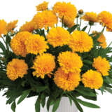 Coreopsis Golden Sphere Bunch Of Blooms Colcorgsp - Garden Express Australia