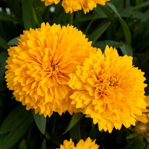 Coreopsis Golden Sphere Bunch Of Blooms