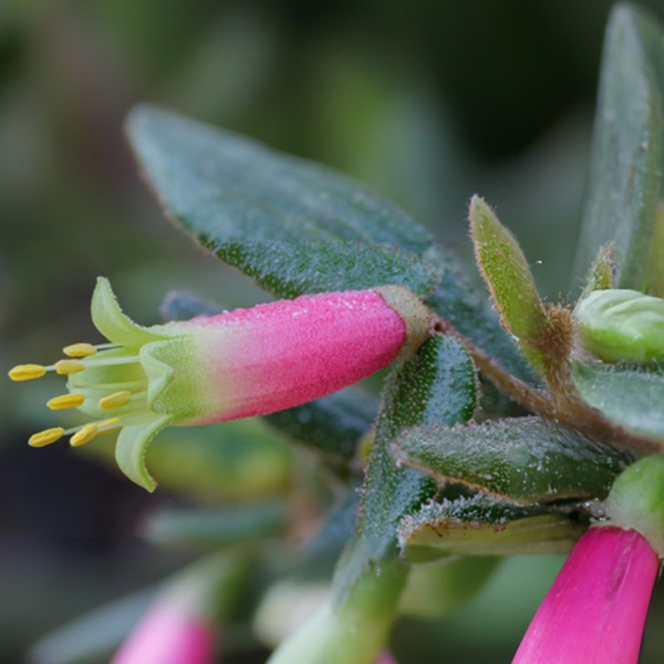 Correa Reflexa