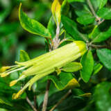 Correa Glabra Lpocorgla - Garden Express Australia