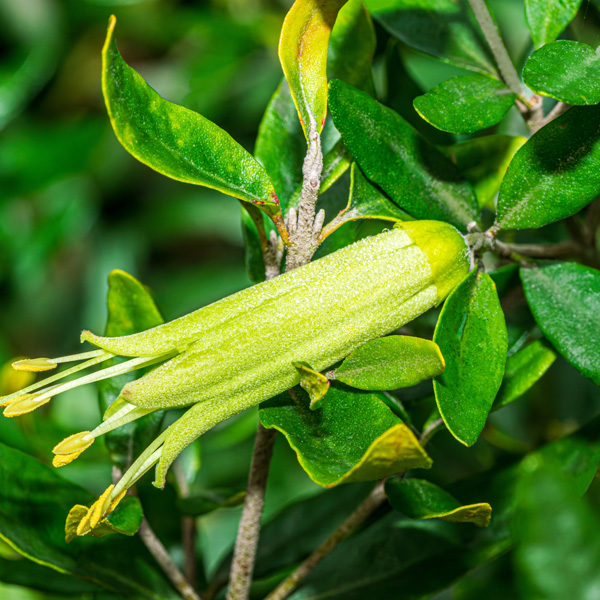 Correa Glabra