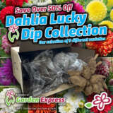 Dahlia Luckydip 2024 - Garden Express Australia