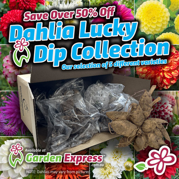 Dahlia Lucky Dip Collection