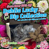 Dahlias Luckydip - Garden Express Australia