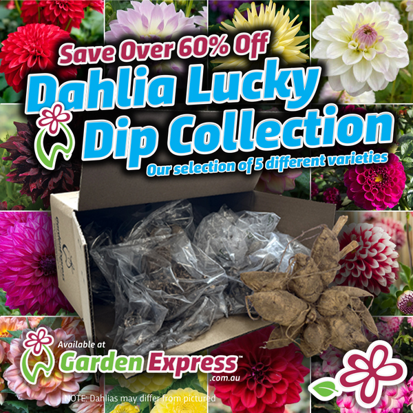 Dahlia Lucky Dip Collection