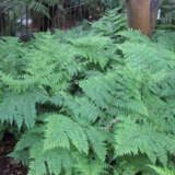 Dennstaedtia Lacy Ground Fern By Raffi Kojian Via Wiki P75denlgf - Garden Express Australia