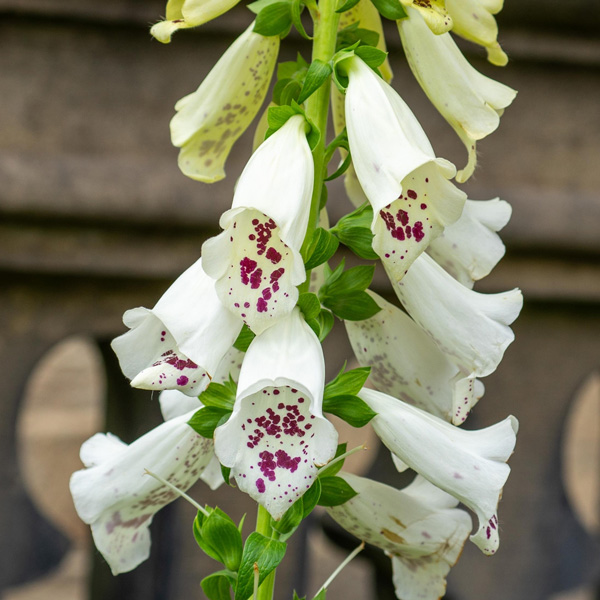 Digitalis Dalmatian White Foxglove