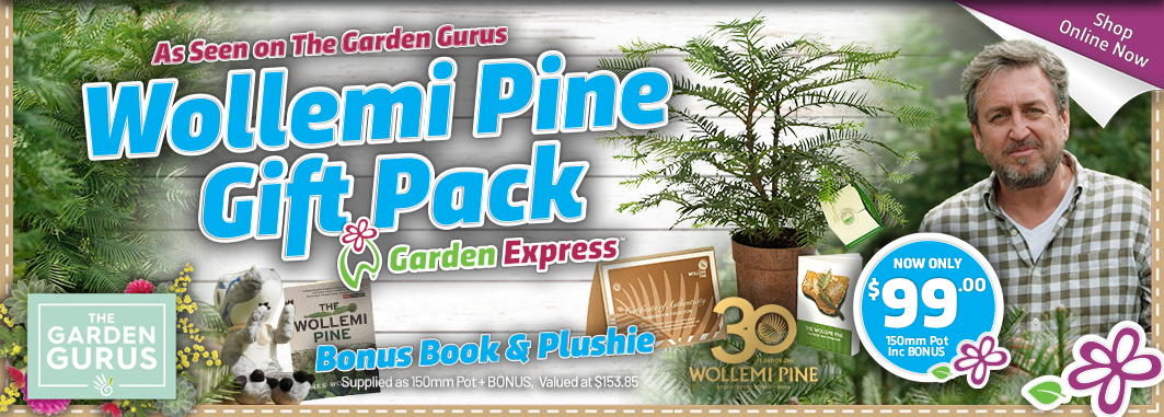 Wollemi Pine - Garden Express Australia