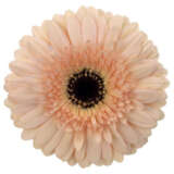 Gerbera Cafe Del Mar Plagercdm - Garden Express Australia