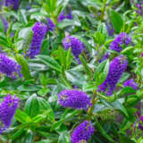 Hebe Elegance Purple Lpohebepr - Garden Express Australia