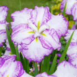 Japanese Iris Tiramisu P75jirtir - Garden Express Australia