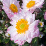 Japanese Windflower Anemone Royal Candy P75anerca - Garden Express Australia