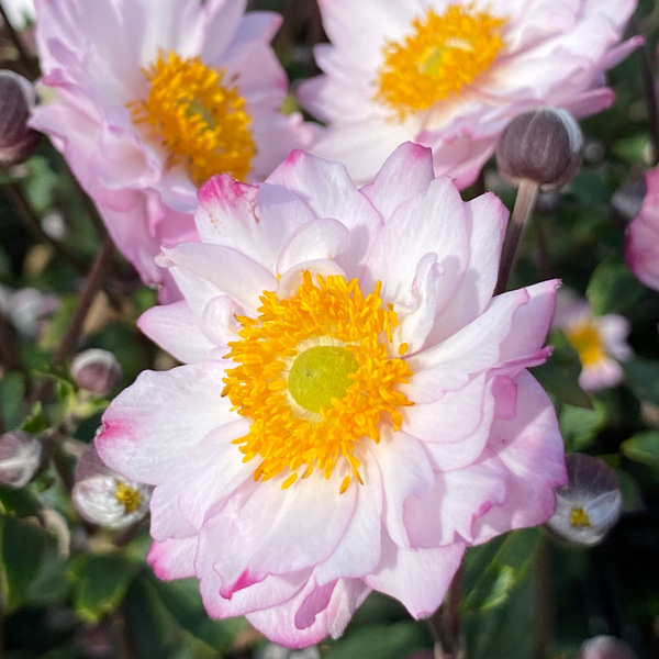 Japanese Windflower- Anemone Royal Candy