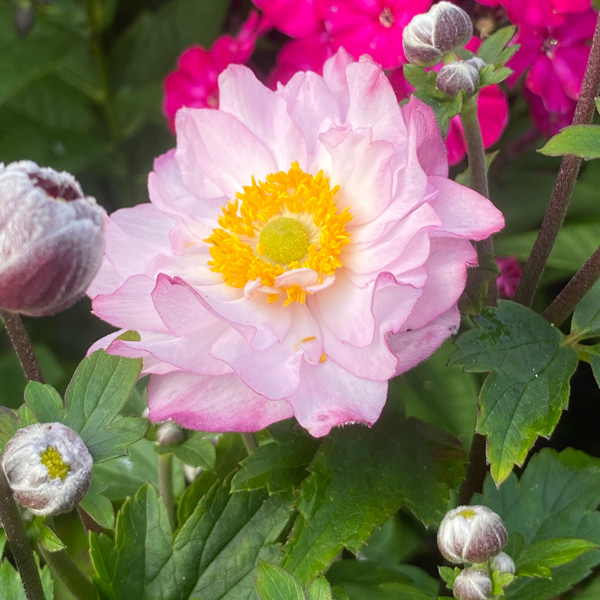 Japanese Windflower- Anemone Royal Candy