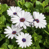 Osteospermum Margarita Plus White Lplostmpw - Garden Express Australia