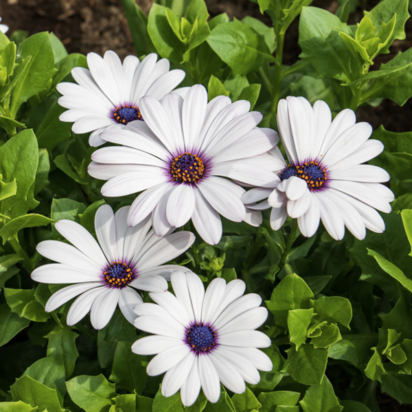 Osteospermum Margarita Plus White