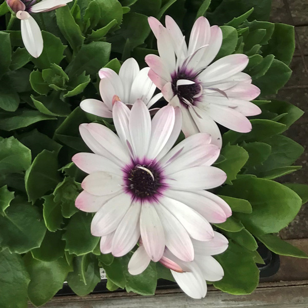 Osteospermum Margarita Plus White