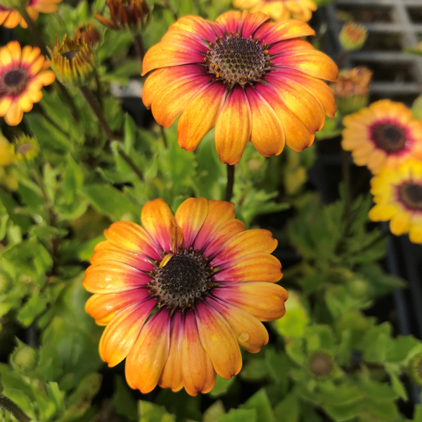 Osteospermum Pop Eye Yellow Amber And Imperial Purple